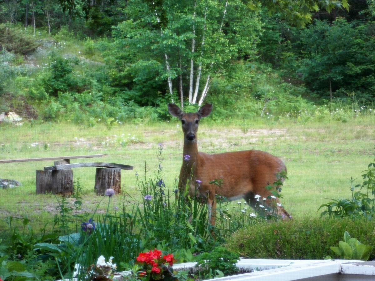 Bear & Butterfly Bed And Breakfast Gravenhurst Exterior photo